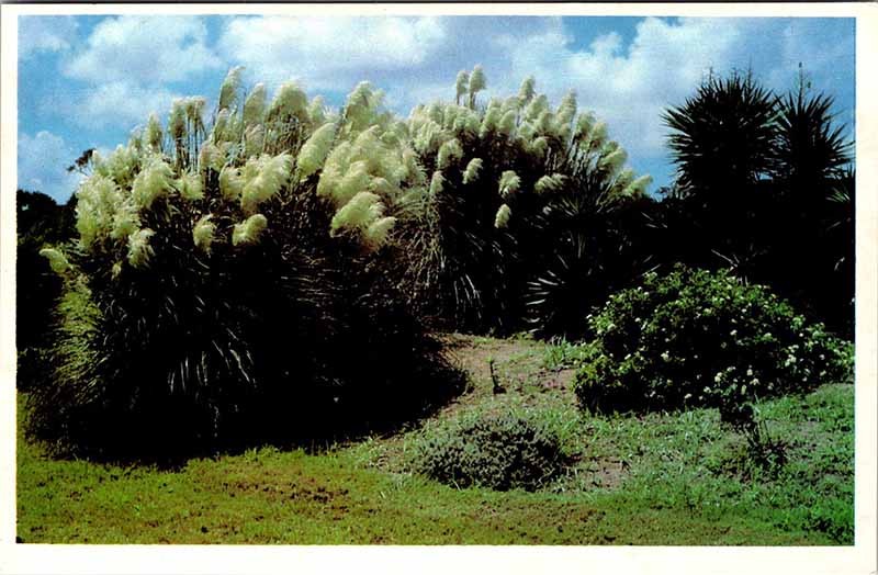 Postcard NATURE SCENE Jekyll Island Georgia GA m/09 AO8935