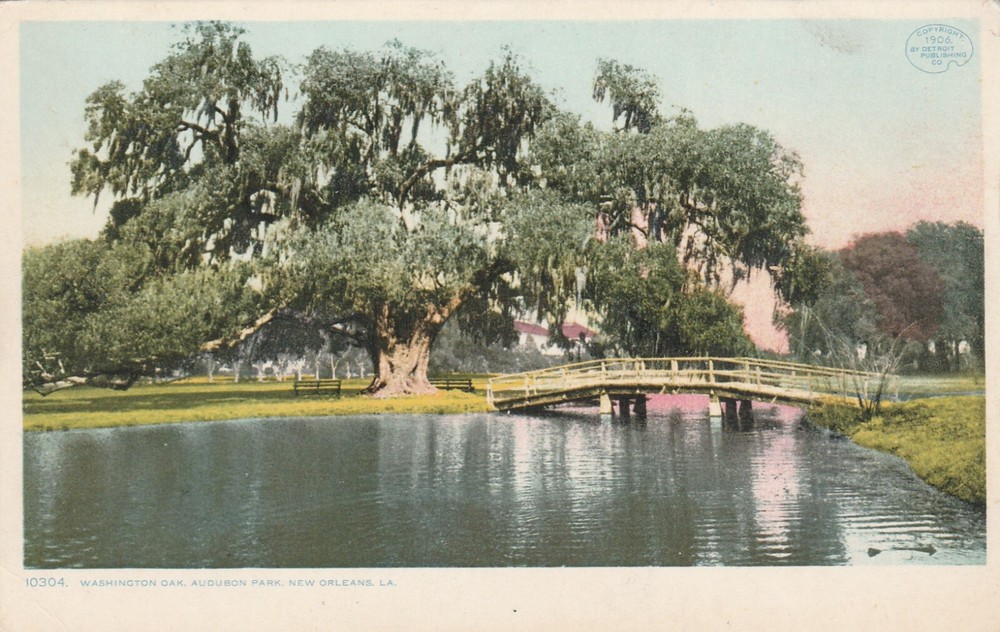 Vintage Souvenir  Postcard Washington Oak Audubon Park New Orleans Louisiana