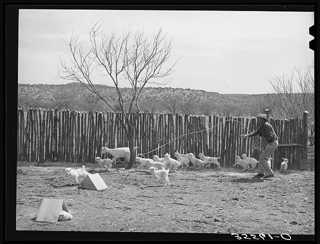 Kimble County Texas 1940 Ranchman lassoing goat among kids ranch scene