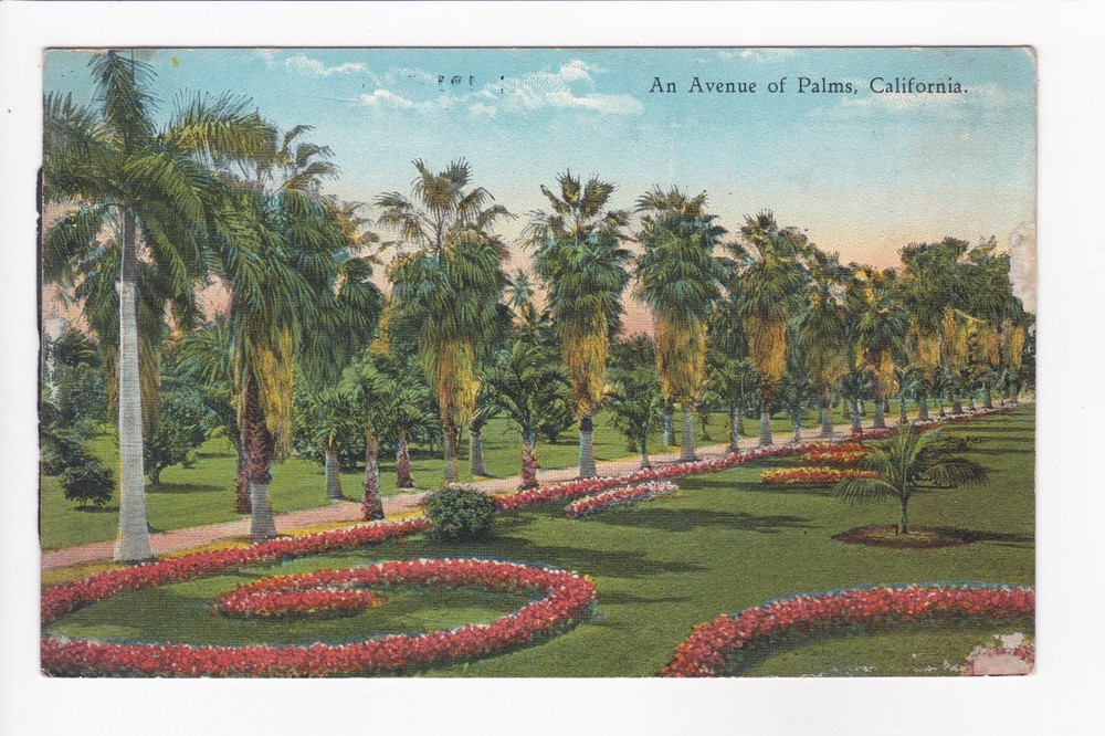 An Avenue Of Palms California Divided Back Postcard
