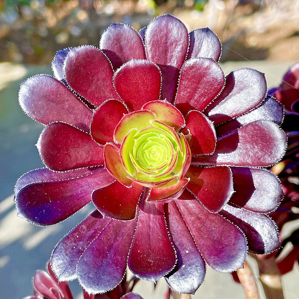 Aeonium Arboreum Black Rose Rare Succulent Live Plant Unrooted Cutting 3-4 Inch