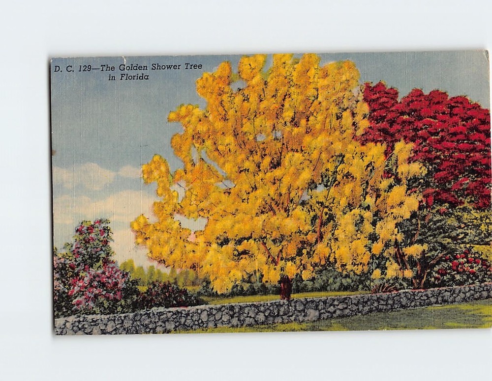 Postcard The Golden Shower Tree in Florida USA