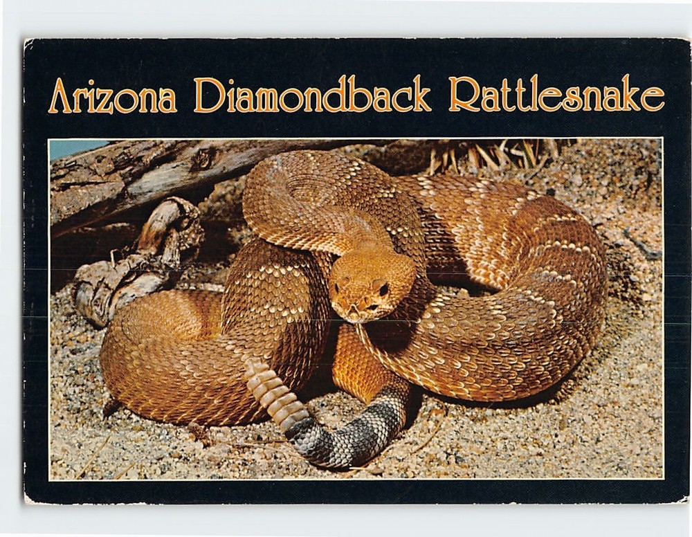 Postcard Arizona Diamondback Rattlesnake