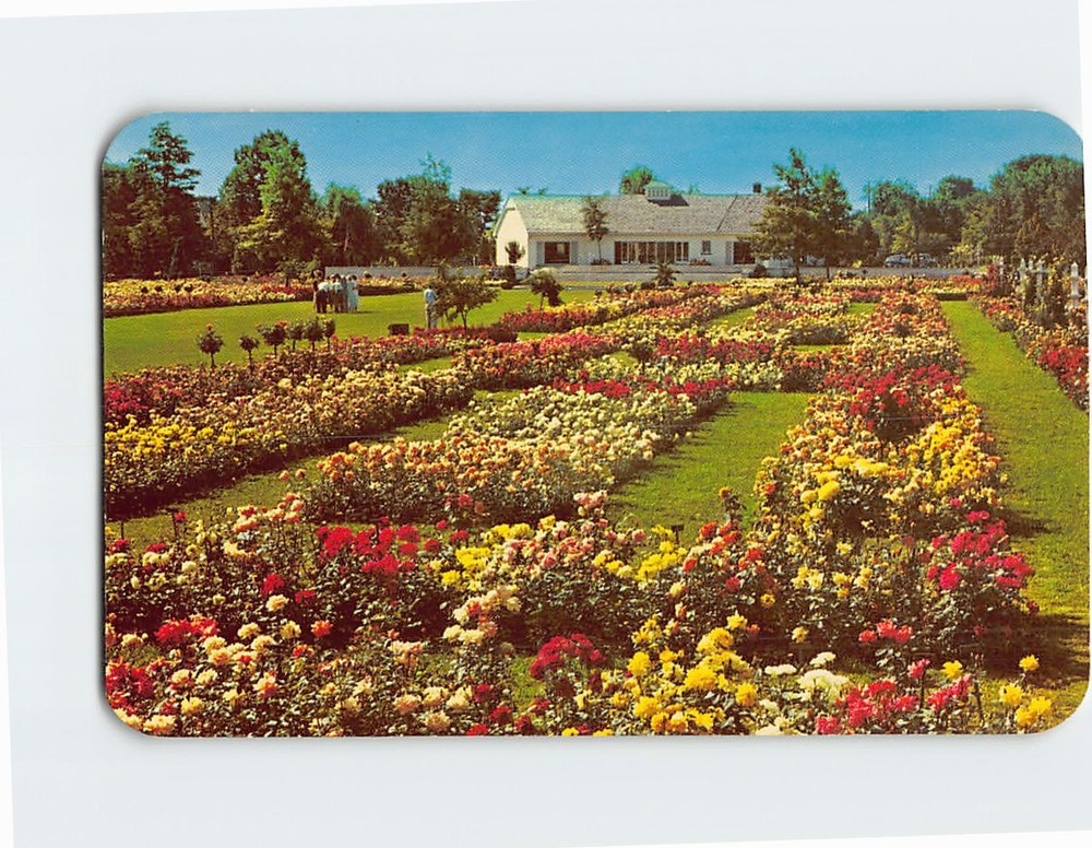 Postcard Jackson & Perkins Rose Garden Newark New York USA