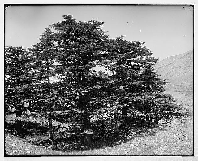 Photo:Baalbek Heliopolis Lebanon 1900s Cedars of Lebanon Trees Landscape