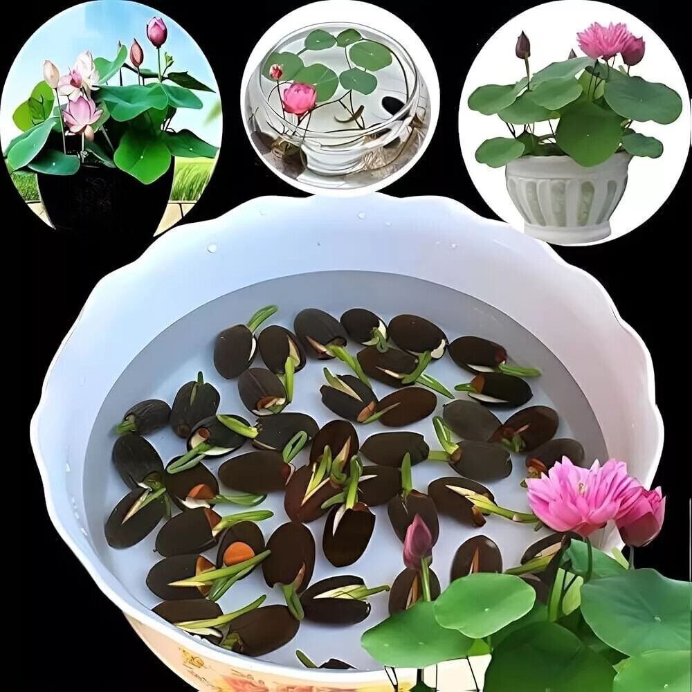 60x Seeds Lotus Flower Seed Hand Picked Aquatic Plants Water Garden Lotus New