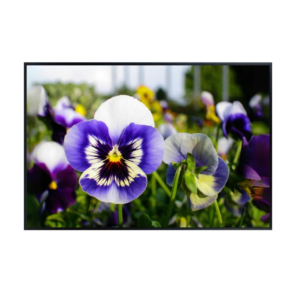 Pansy Spring Matrix Poster – Botanical Floral Wall Art Print – Home Decor