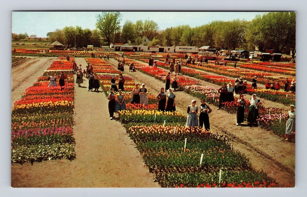 Holland MI-Michigan, Festival Time, Nelis Tulip Farm, Vintage Souvenir Postcard