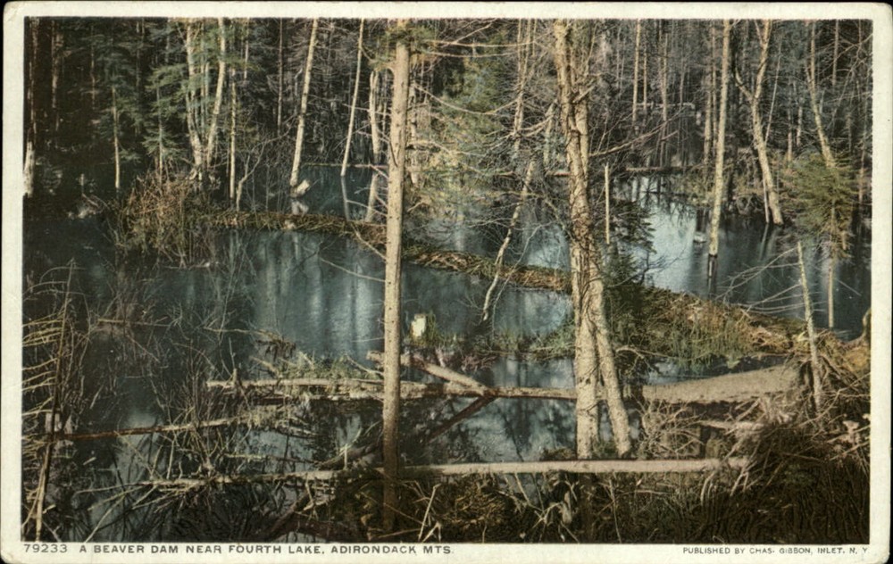 Beaver Dam by Fourth Lake Adirondack Mountains New York ~ Phostint postcard