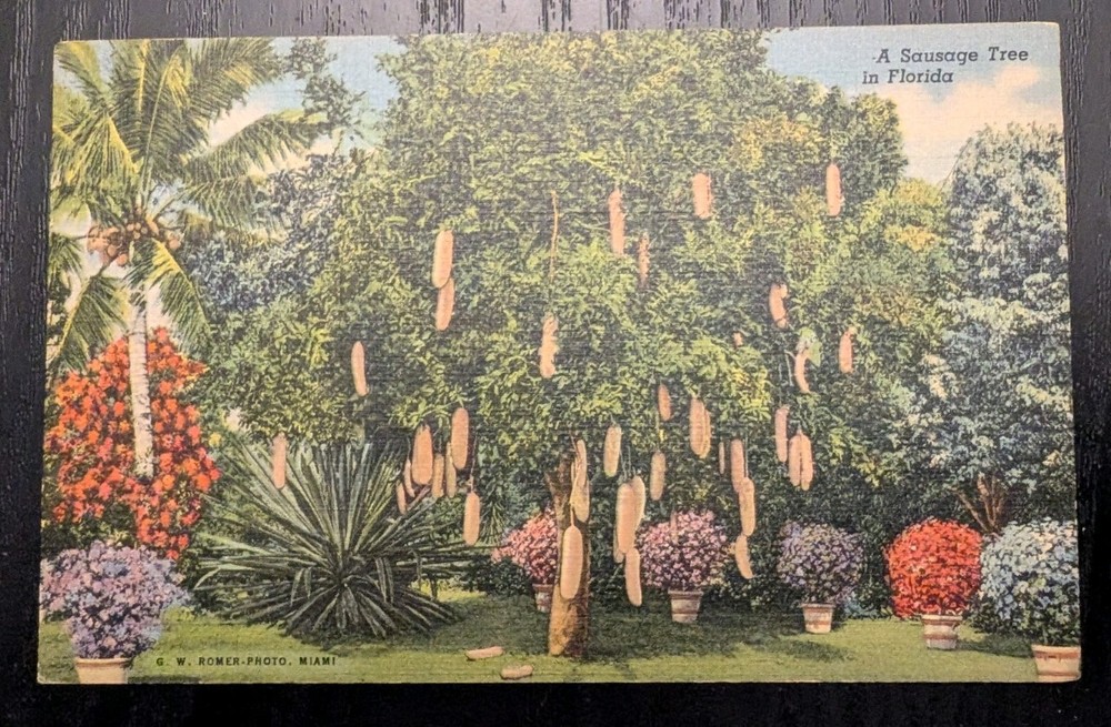USA 1947 POSTCARD Sausage Tree Riviera Gardens Miami Florida FL Card Collection