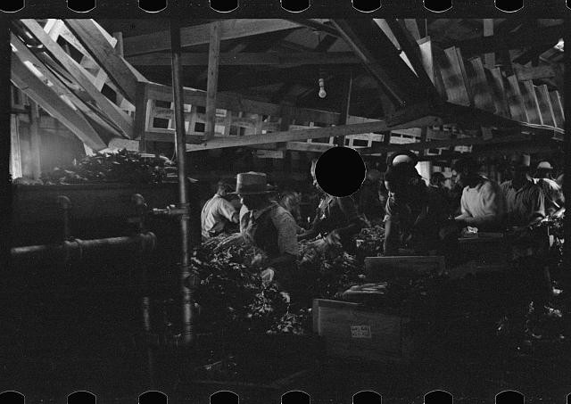 Photo:Sanford Florida 1937 Celery Packing Workers Packing House