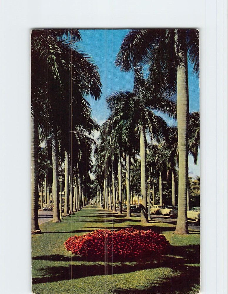 Postcard Avenue of Royal Palms in Florida USA