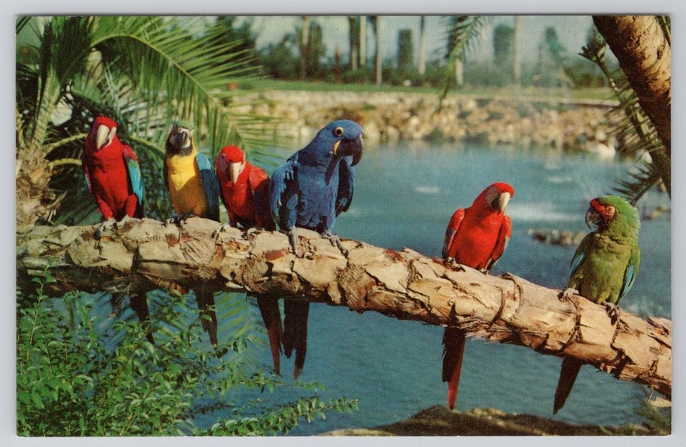 Vintage Busch Gardens Tampa Florida Trained Parrots Postcard Ward Beckett