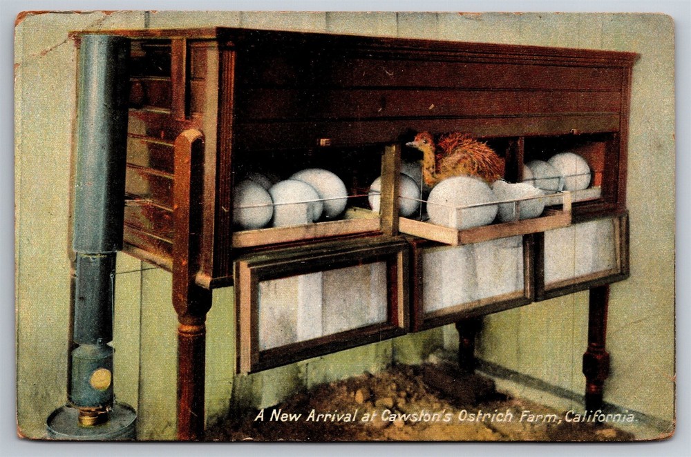 Hatched Baby A New Arrival At Cawston's Ostrich Farm Eggs CA C1909 Postcard M20