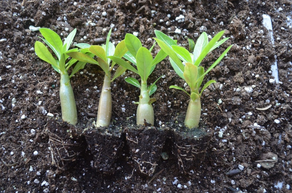 4 Pack Desert Rose Plants, Adenium Obesum,Mixed colors, 2-4 inch Tall, Seedling