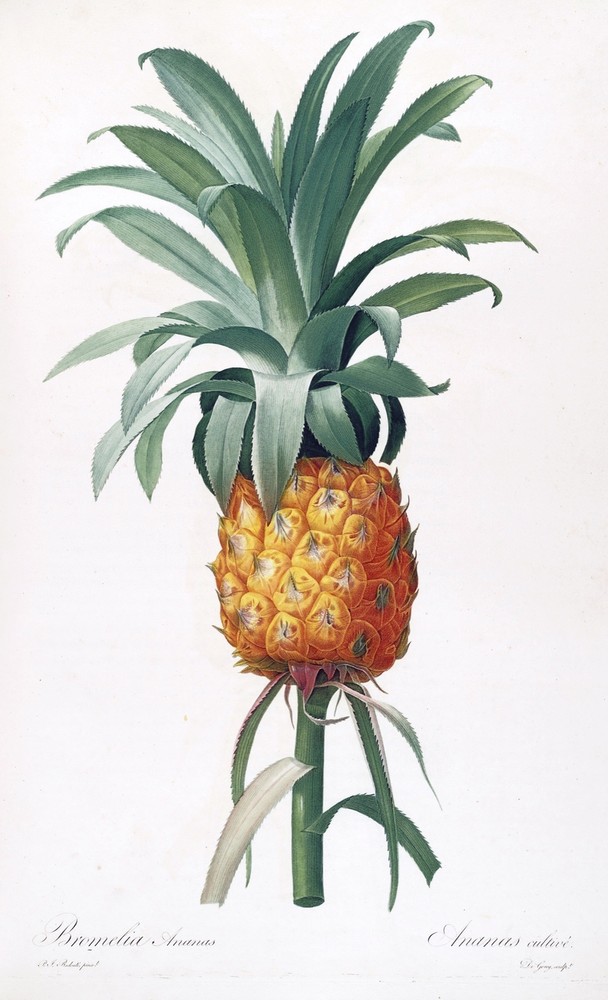 5981.Wall Decoration Poster.Interior design.Pineapple.fruit.School illustration