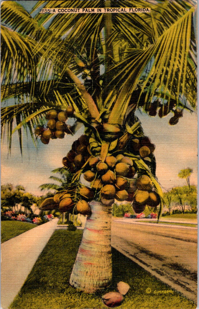 Vintage Postcard Florida Tropical Coconut Palm Tree Street Scene