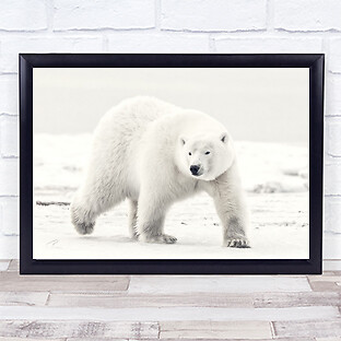 Alaskan King Polar bear Wildlife Animal Alaska Polar Bear Bears Wall Art Print