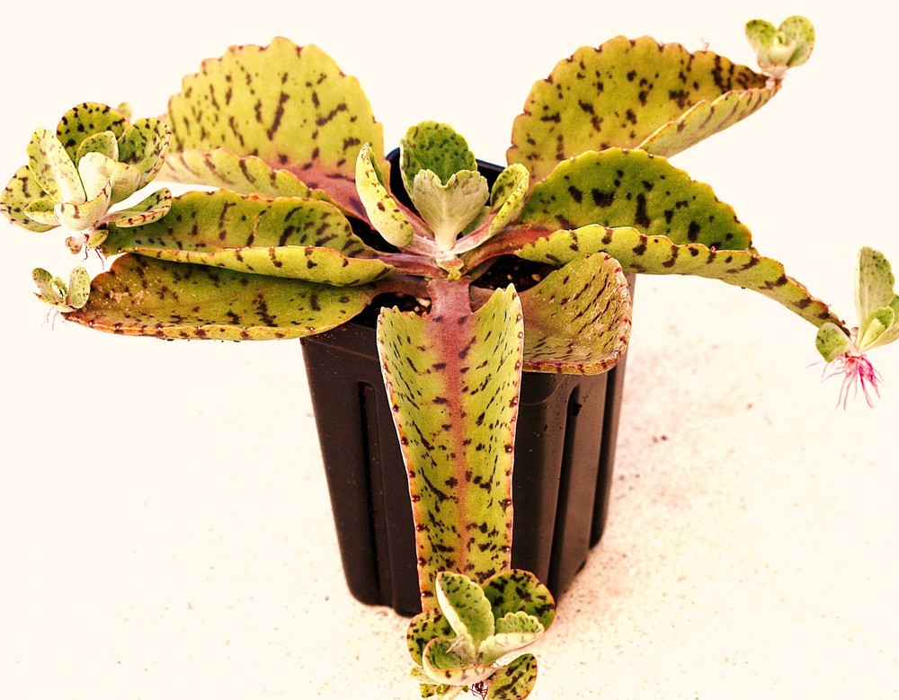 DONKEY EARS - Kalanchoe Gastonis-Bonnieri plant exotic succulents seed 50 SEEDS