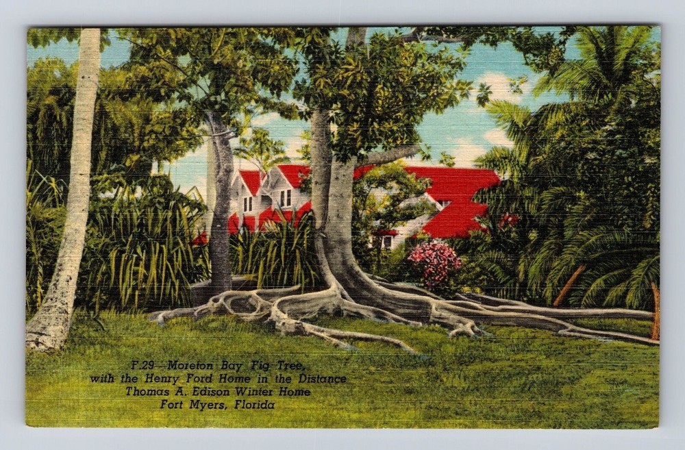 Fort Myers FL-Florida, Moreton Bay Fig Tree, Henry Ford Home Vintage Postcard