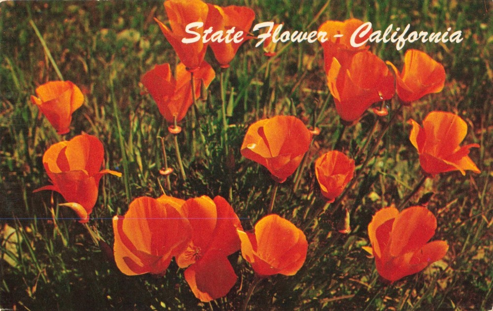 Beautiful Orange Poppies, State Flower of California, Vintage Postcard
