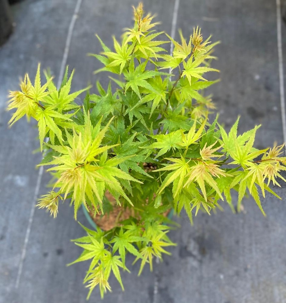 Acer palmatum 'Jewels' (Jewels Japanese Maple) Rare!-image