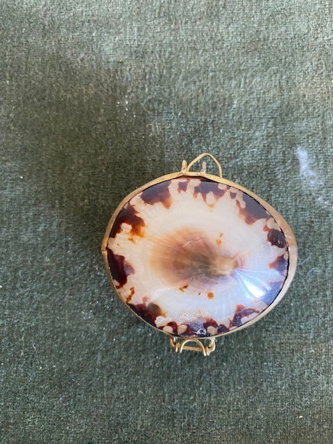 Natural Limpet Shell Brass Hinged Trinket Jewelry Pill Box Brown And White