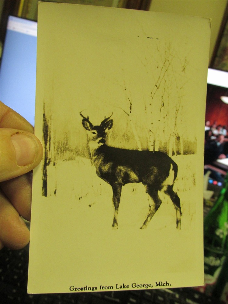 Lake George, Mich. Whitetail Deer Buck 