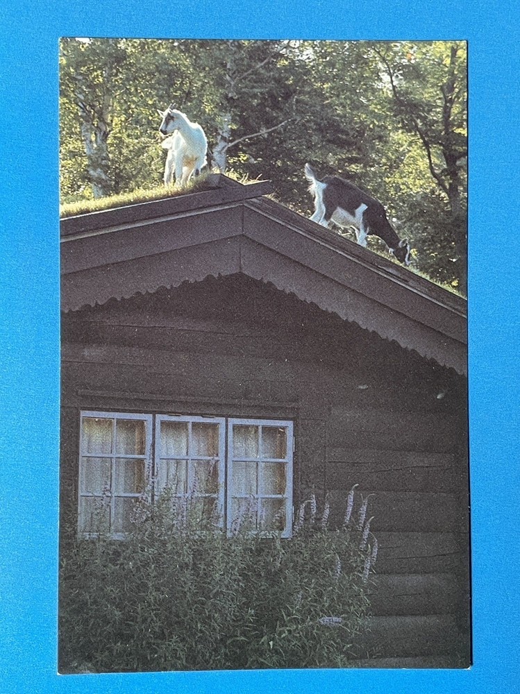 Door County Wisconsin Sister Bay Al Johnson’s Swedish Restaurant Postcard UNUSED