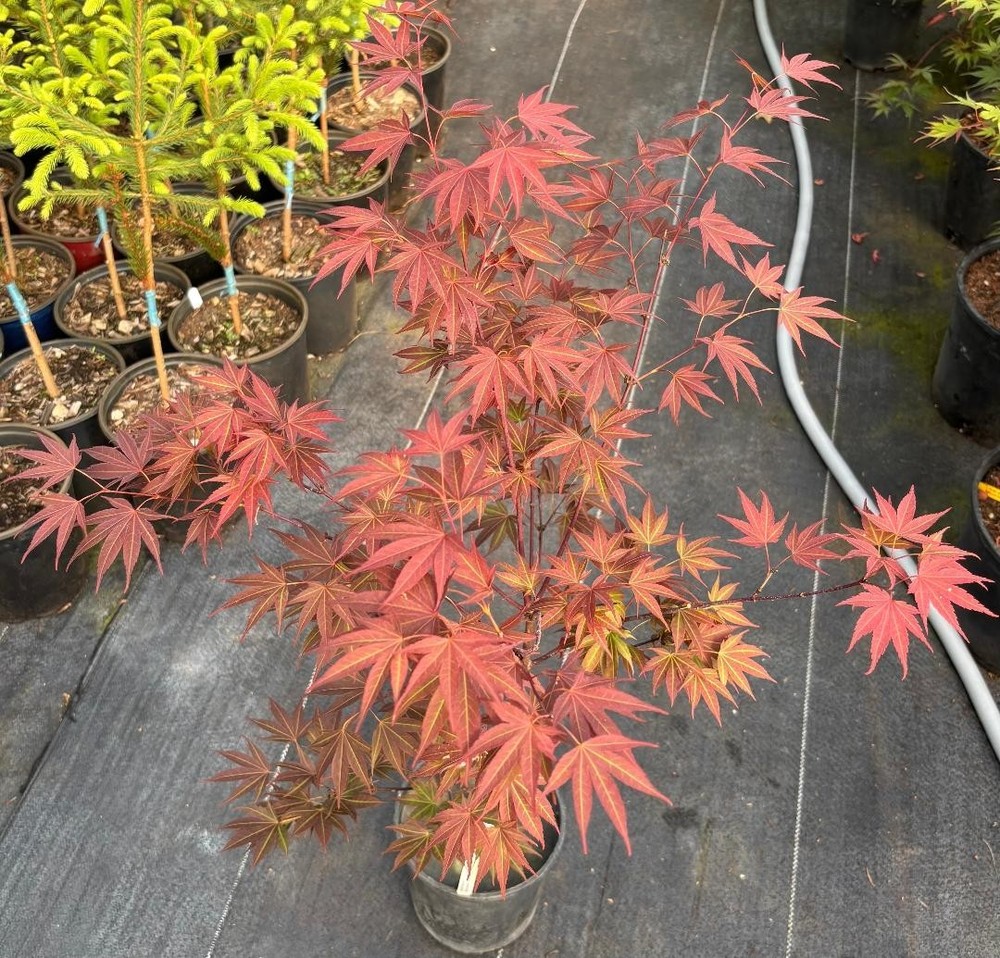 Acer palmatum 'Rhode Island Red' (Rhode Island Red Japanese Maple)-image