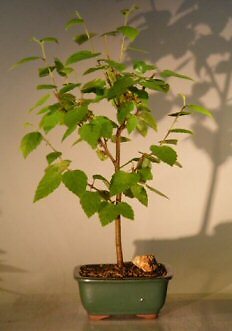 River Birch Bonsai Tree Live Outdoor Deciduous Potted Betula Nigra 14-16'' Tall