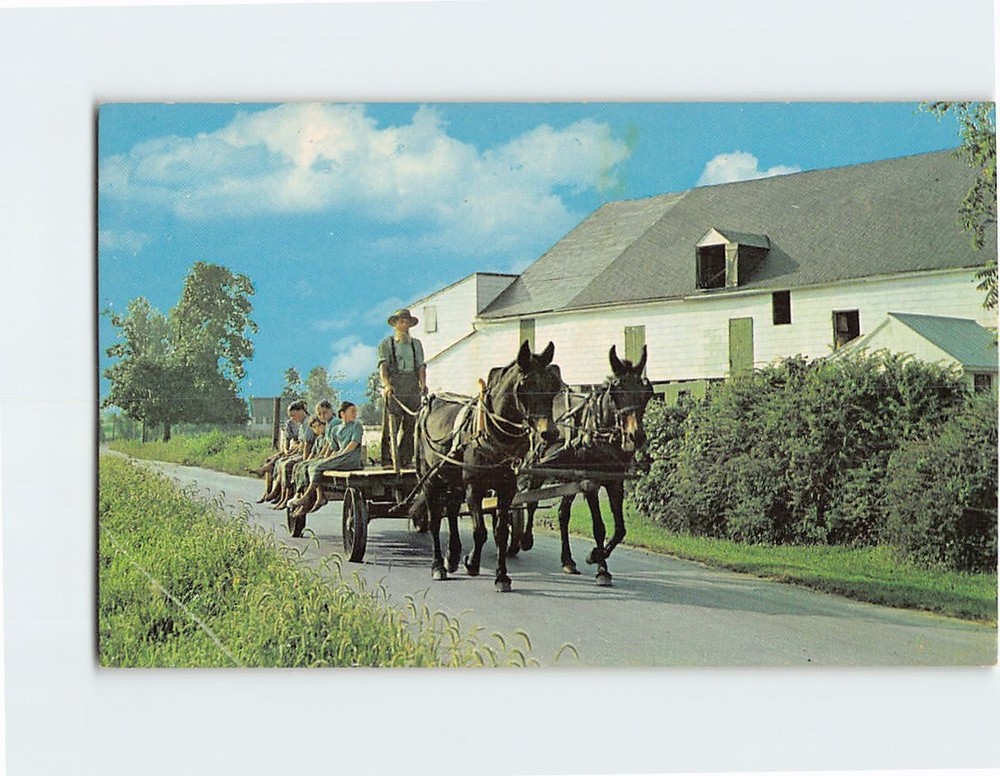 Postcard Bearded Amish Country Farmer Wagon Pennsylvania USA North America
