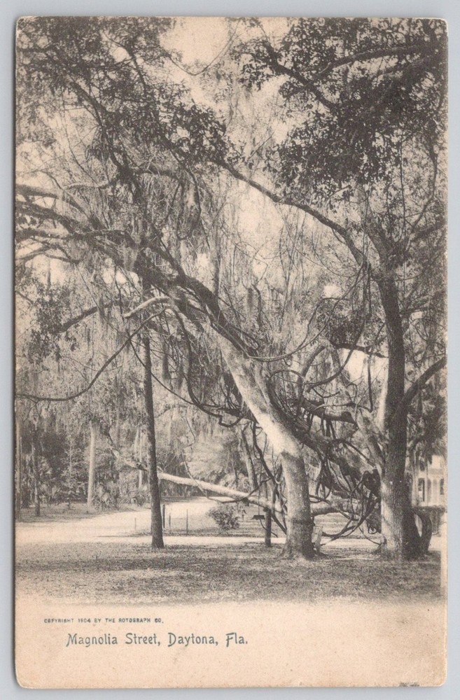 1904 Daytona FL Magnolia Street Live Oaks Spanish Moss Rotograph Postcard