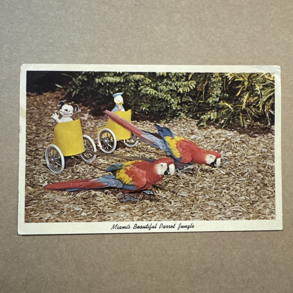 Colorful Macaws Parrot Jungle Bird Miami Florida FL Curt Teich UNP Postcard