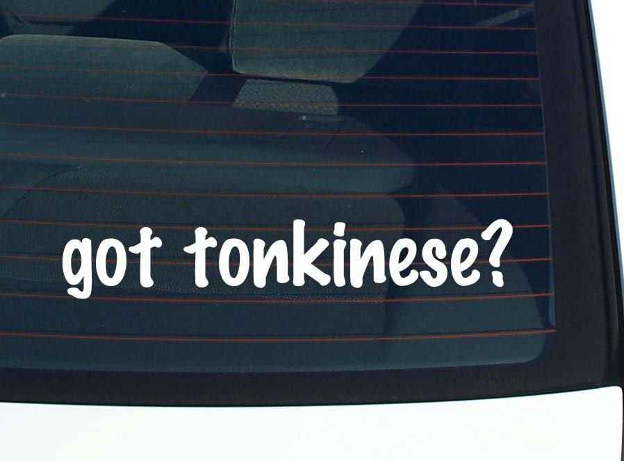 got tonkinese? CAR DECAL BUMPER STICKER VINYL FUNNY JOKE WINDOW