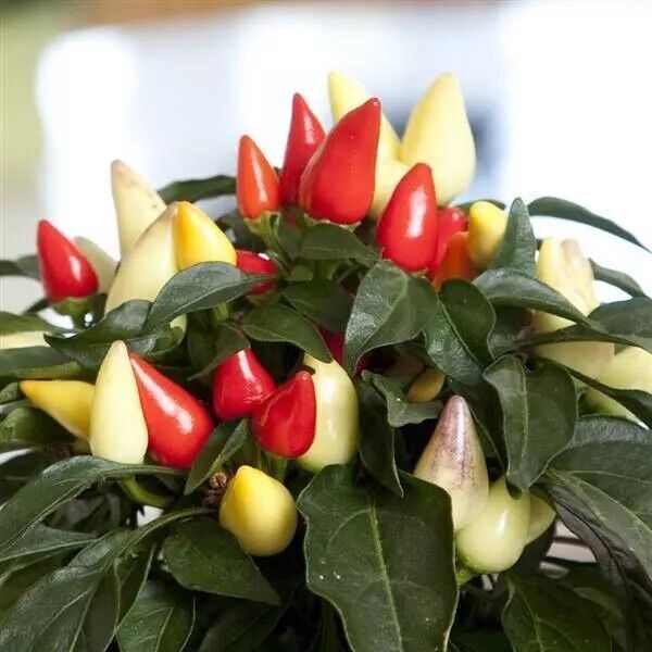 50 ORNAMENTAL PEPPER SALSA XP MIX Live Plants Plugs Garden Planters 236