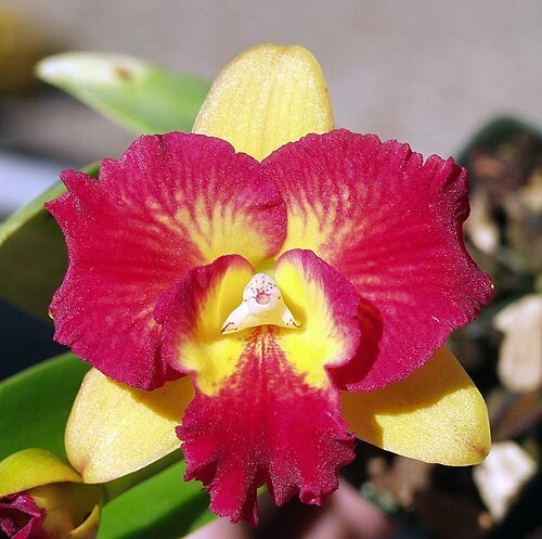 (181a7 ) Pot.Burana Fire Momilani      MS  fragrant