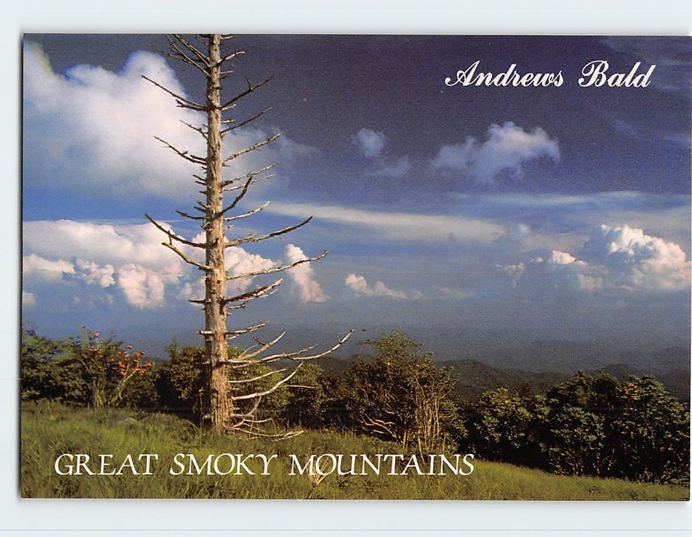 Postcard Andrews Bald Great Smoky Mountains National Park North Carolina USA
