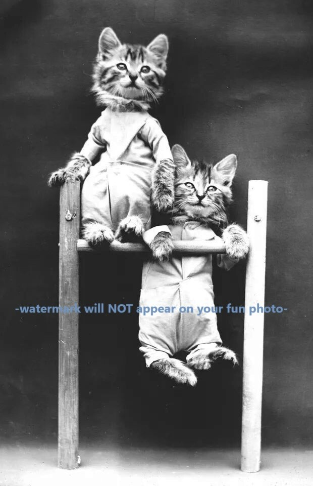 Vintage Kitty Cats Gymnast Circus PHOTO Kittens Cat Playing