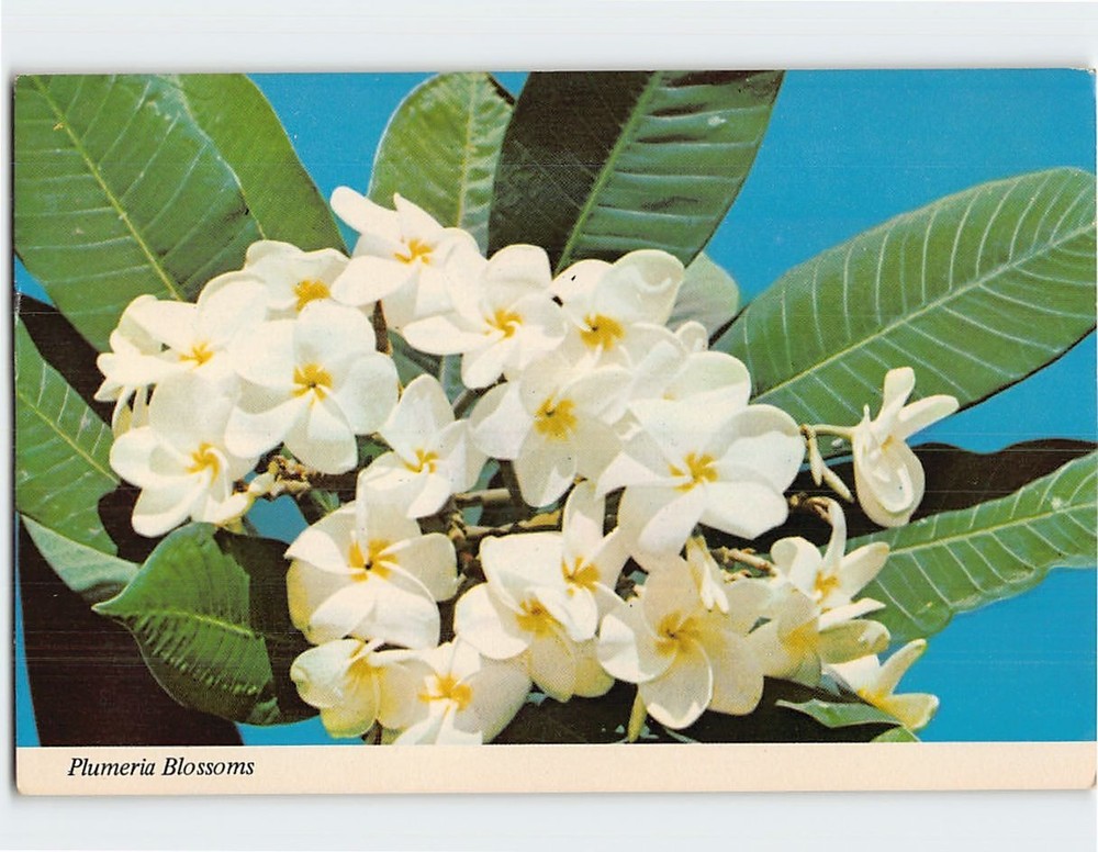Postcard Plumeria Blossoms