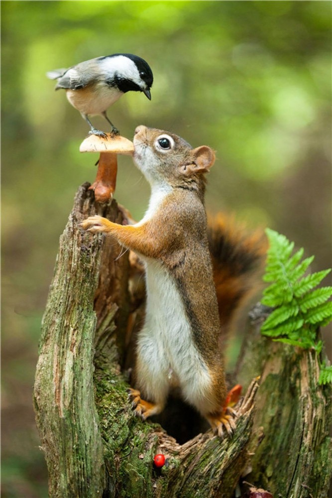 Jigsaw Puzzle for Adults -Squirrel and Bird-Wooden Puzzles Holiday Jigsaw Puz...
