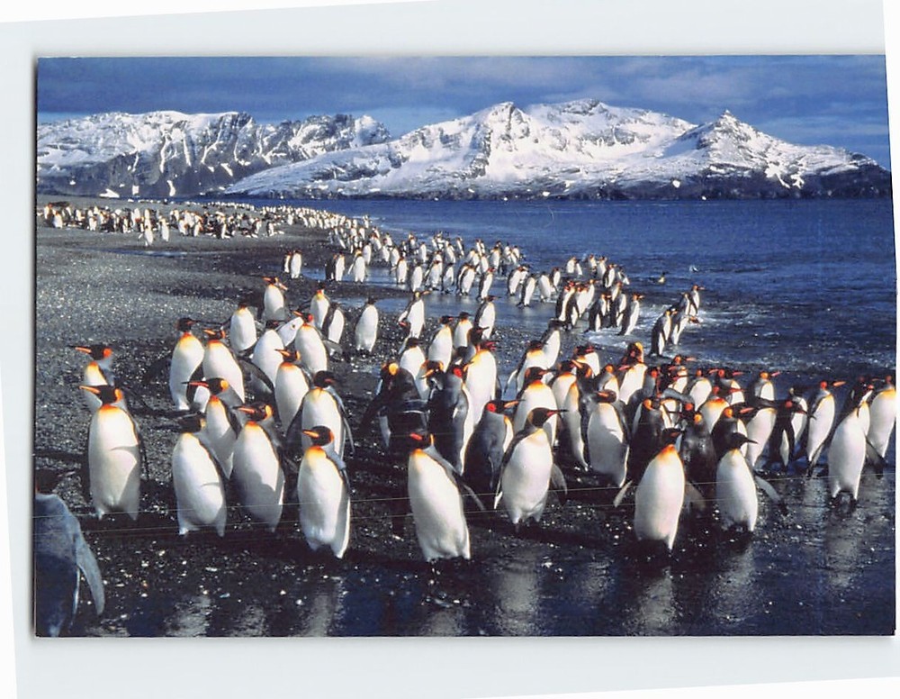 Postcard Penguins Lake Snow Mountain Landscape Scenery