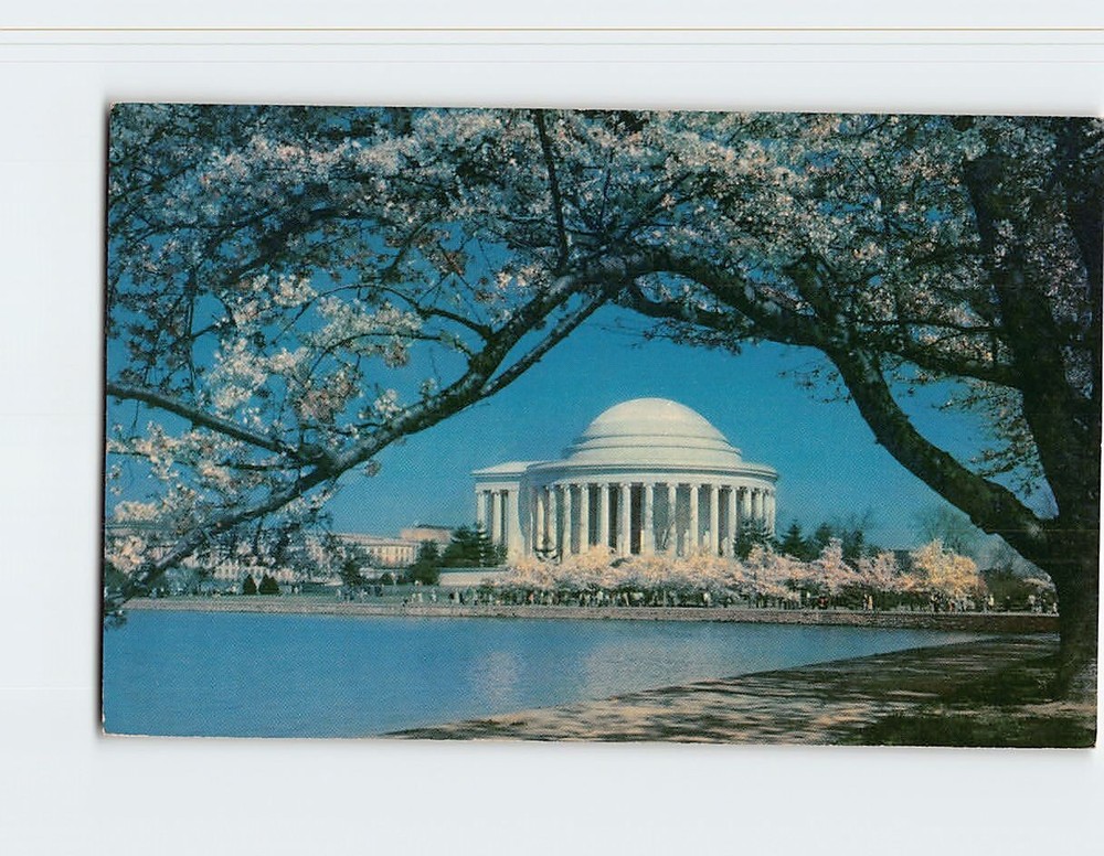 Postcard Jefferson Memorial & Cherry Blossom Trees in Bloom Washington DC USA