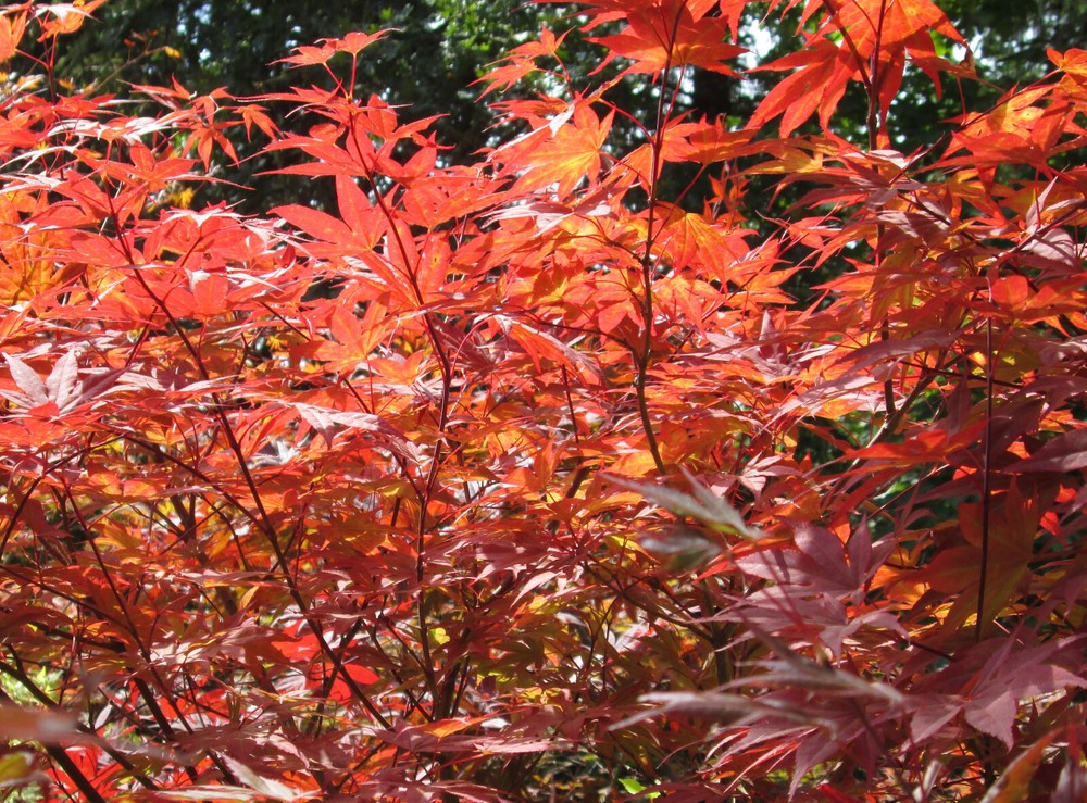 Red Japanese Maple, 24-30+ inches tall - Acer palmatum atropurpureum-image