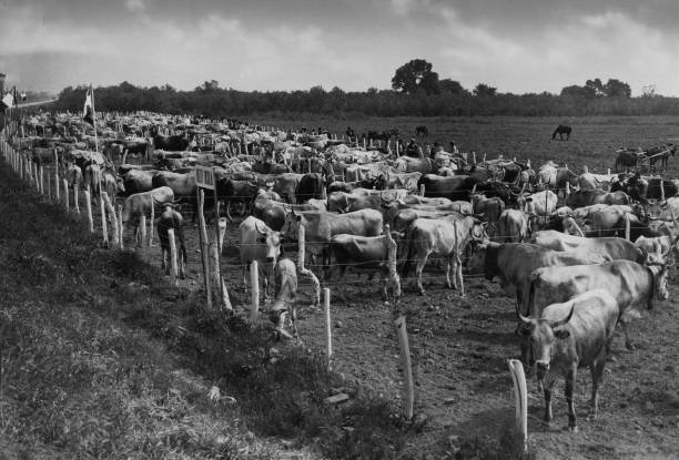 Italy Calabria Piana Di Sibari An Exhibition Of Cattle 1930 OLD PHOTO