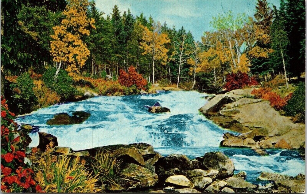 Ontario Manitoba Canada Scenic River Landscape Forest Flowers Chrome Postcard