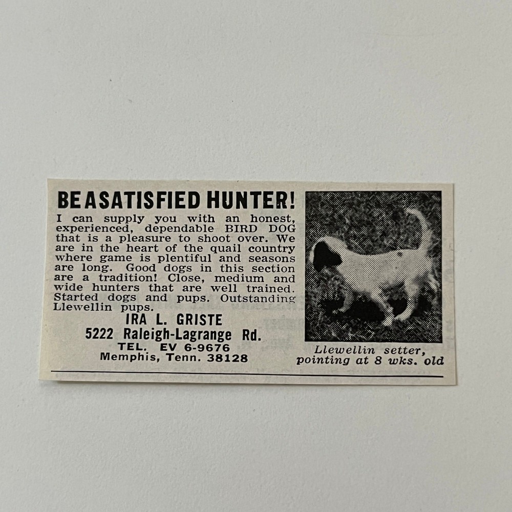 Llewellin Setter Satisfied Hunter Ira Griste Memphis TN 1965 Magazine Ad SAG6-S4