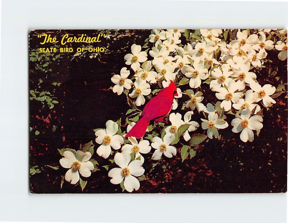 Postcard The Cardinal State Bird of Ohio USA