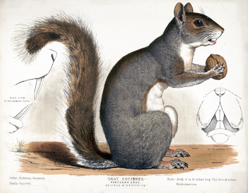 9582.Decoration Poster.Room Wall art.Home decor.Gray Squirrel.Science.Nature