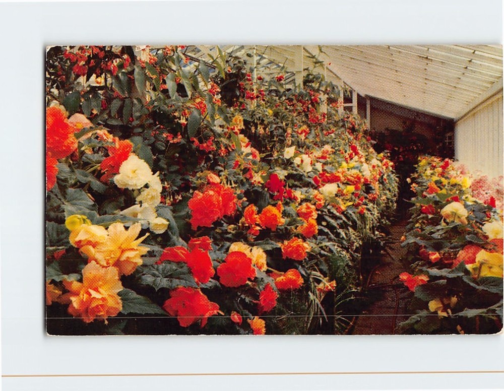 Postcard The Butchart Gardens The Begonias Victoria Canada